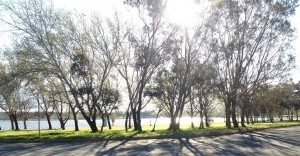 Grevillea Park, Canberra
